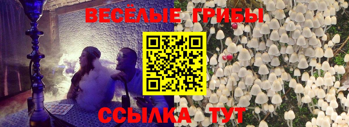 Псилоцибиновые грибы GOLDEN TEACHER  Абинск  Псилоцибиновые грибы Psilocybe 